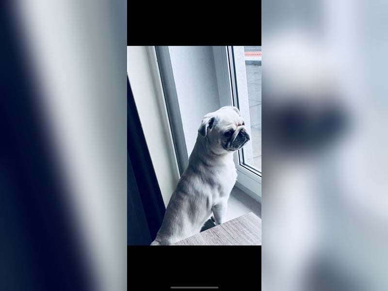 Mops weiß