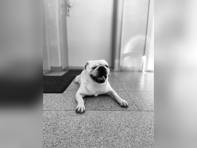 Mops weiß ( Rüde )