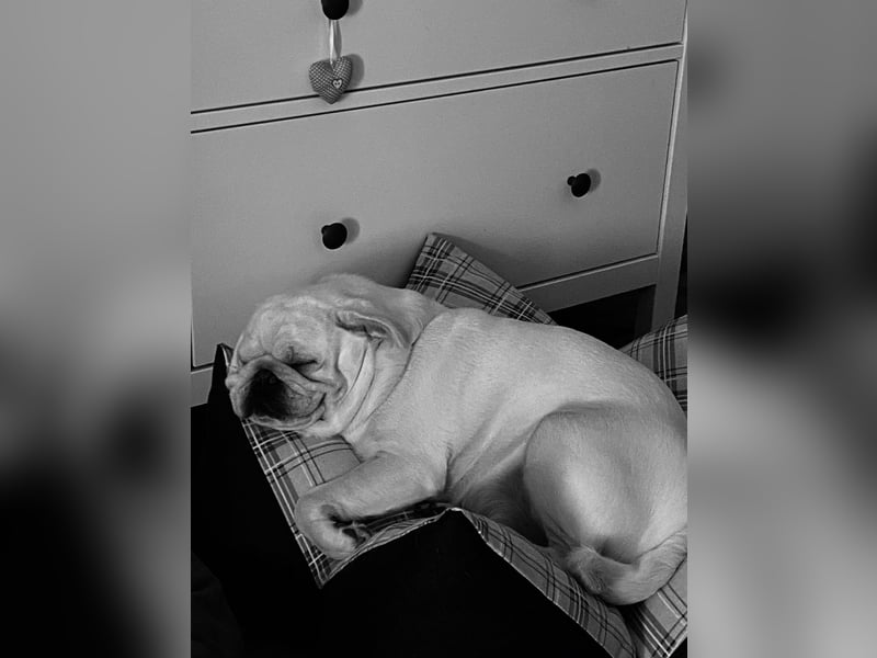 Mops weiß ( Rüde )