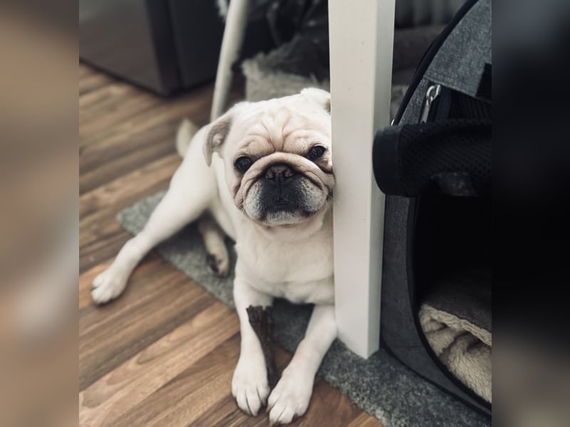Mops weiß ( Rüde )