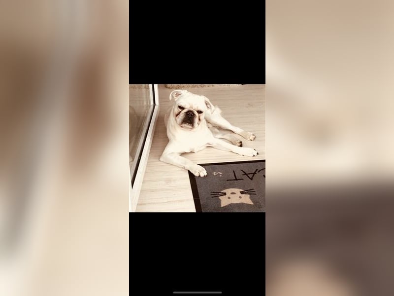 Mops weiß