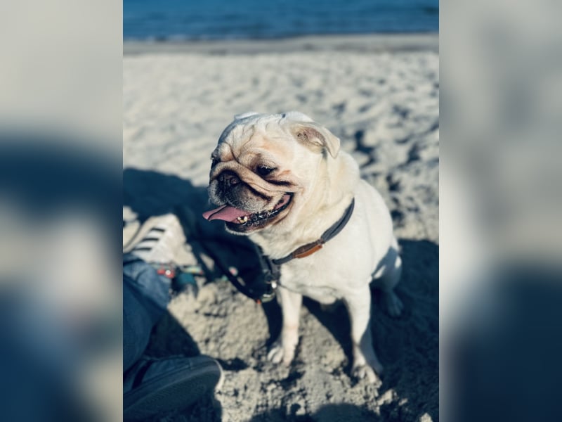 Mops weiß ( Rüde )