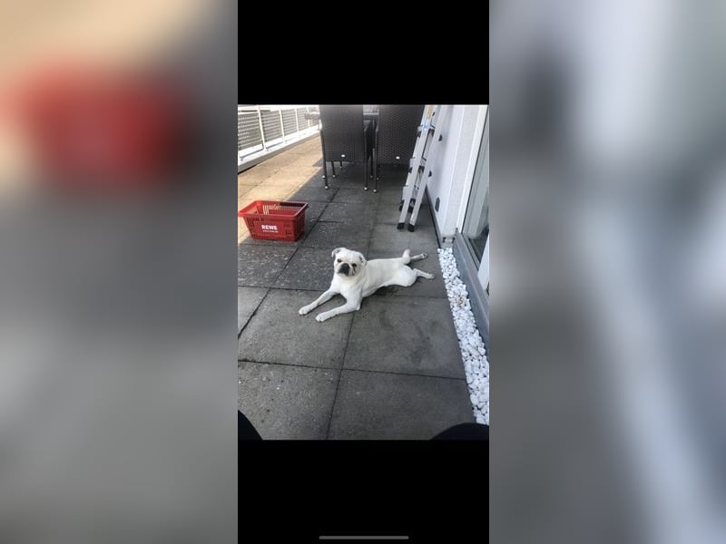 Mops weiß