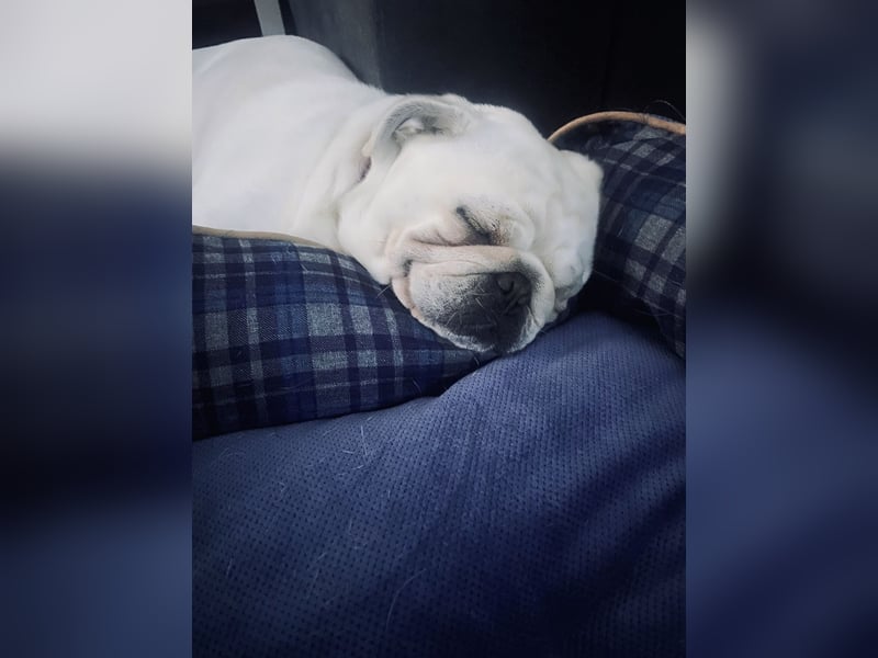 Mops weiß ( Rüde )