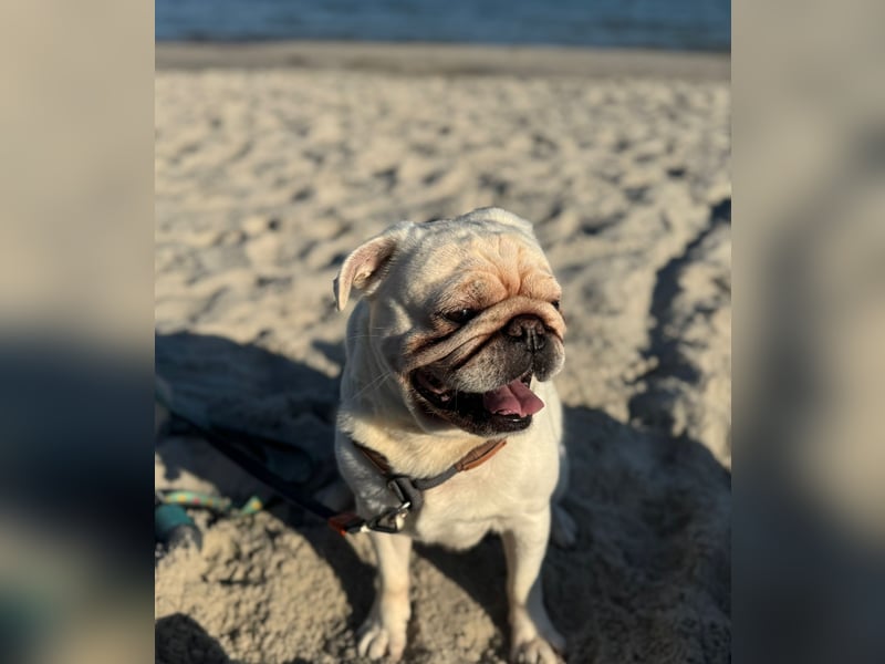 Mops weiß