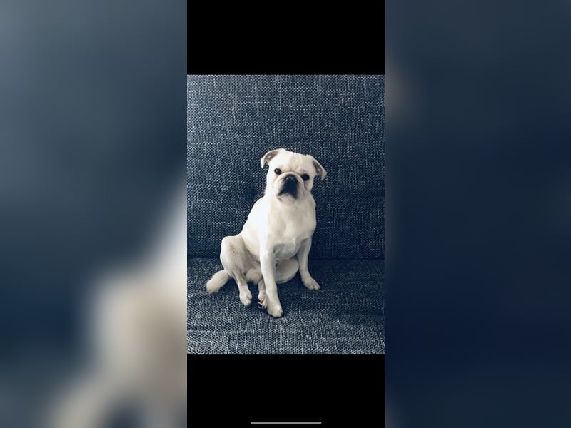 Mops weiß
