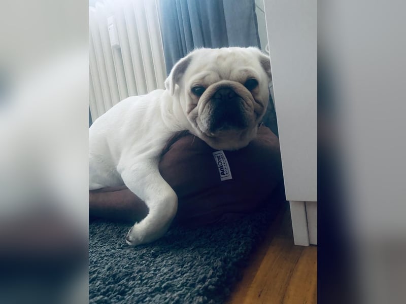 Mops weiß ( Rüde )