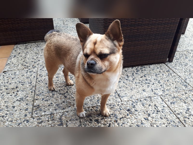 Mischung 3,5 Jahre alt