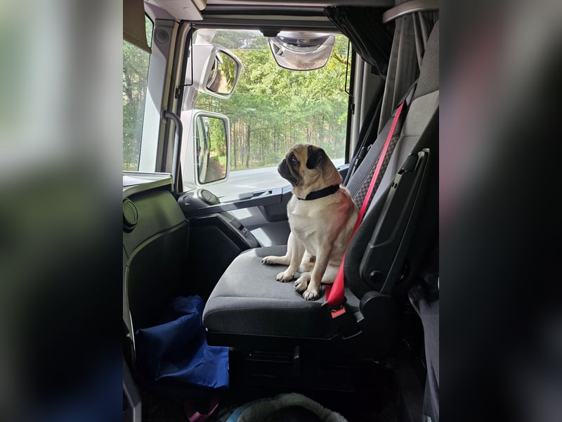 Liebenswert Mops Rüde 6 Jahre