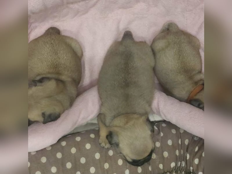 Mops babys Beige und schwarz mit papieren!