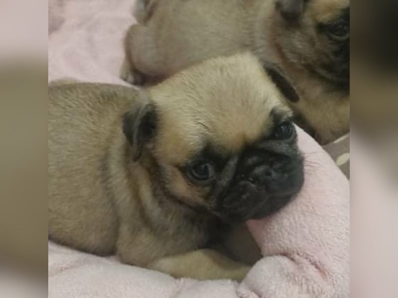 Mops babys Beige und schwarz mit papieren!