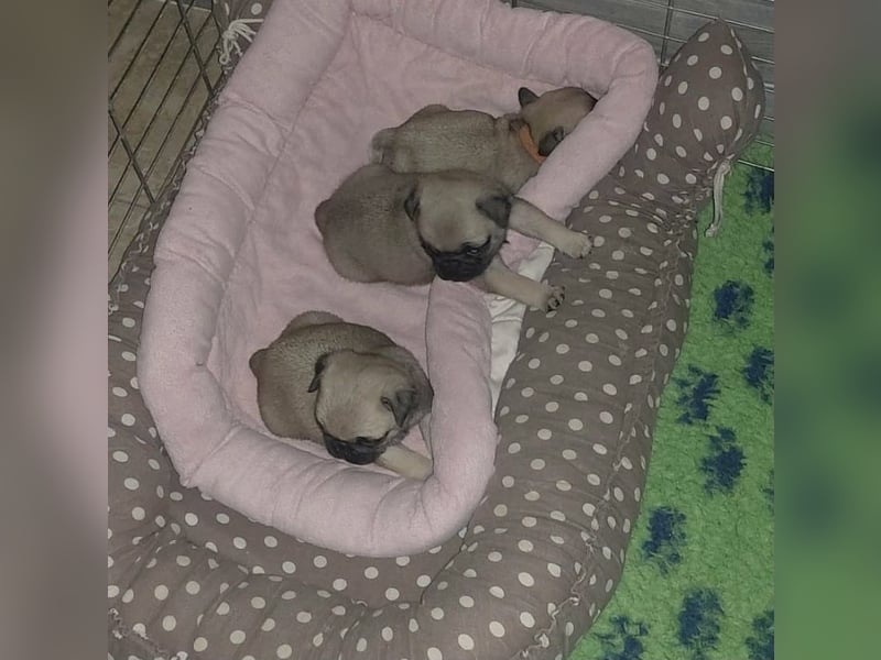 Mops babys Beige und schwarz mit papieren!