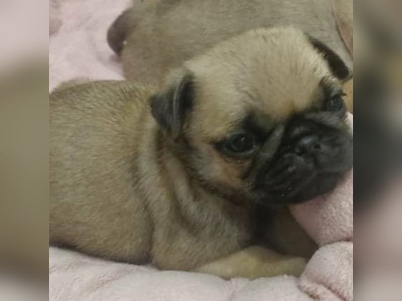 Mops babys Beige und schwarz mit papieren!