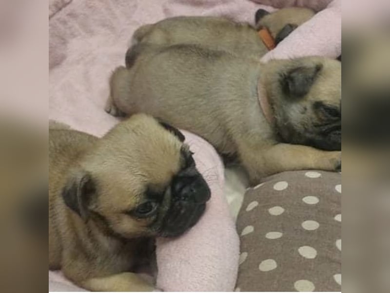 Mops babys Beige und schwarz mit papieren!