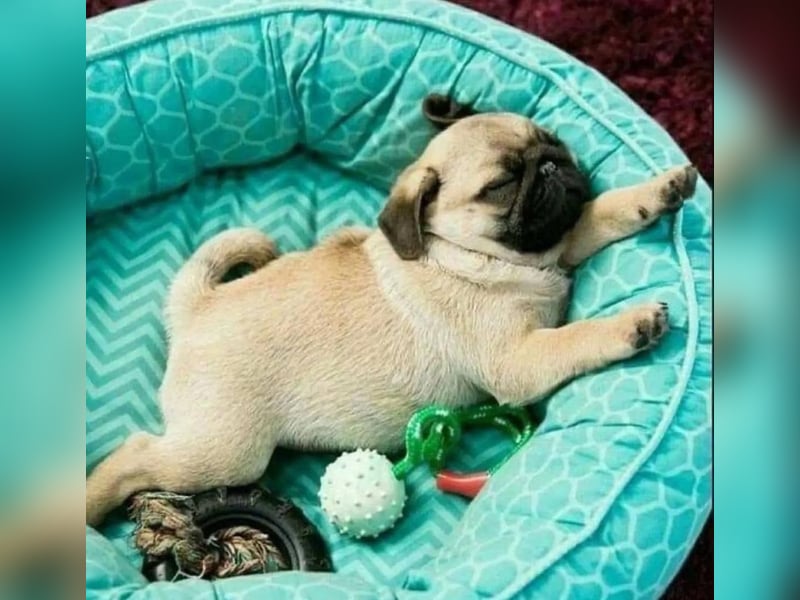 Mops welpen
