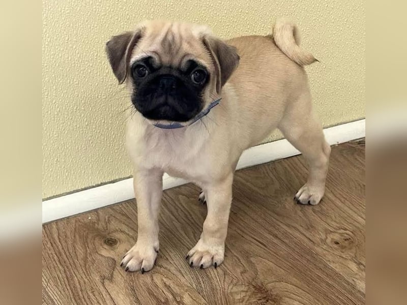 Mops welpen