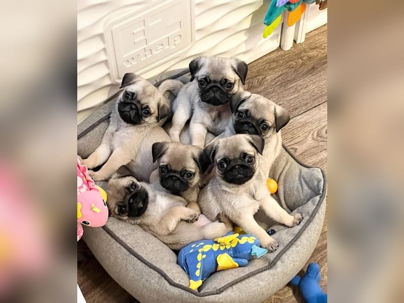 Mops welpen