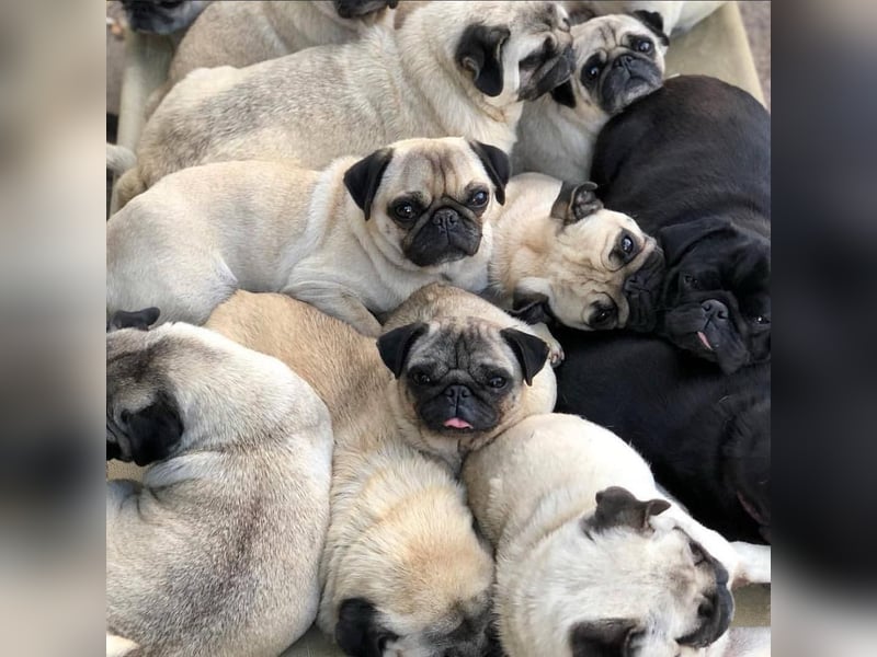Mops welpen