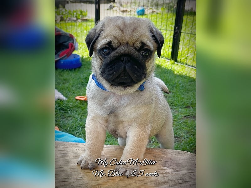Mops Welpen m/w VDH