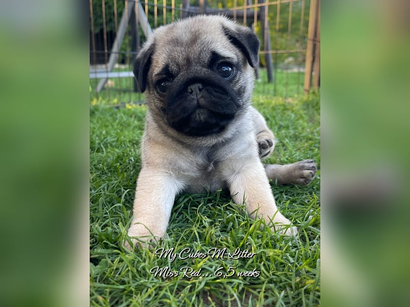 Mops Welpen m/w VDH
