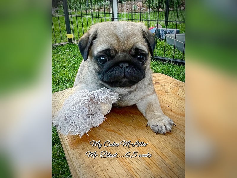 Mops Welpen m/w VDH
