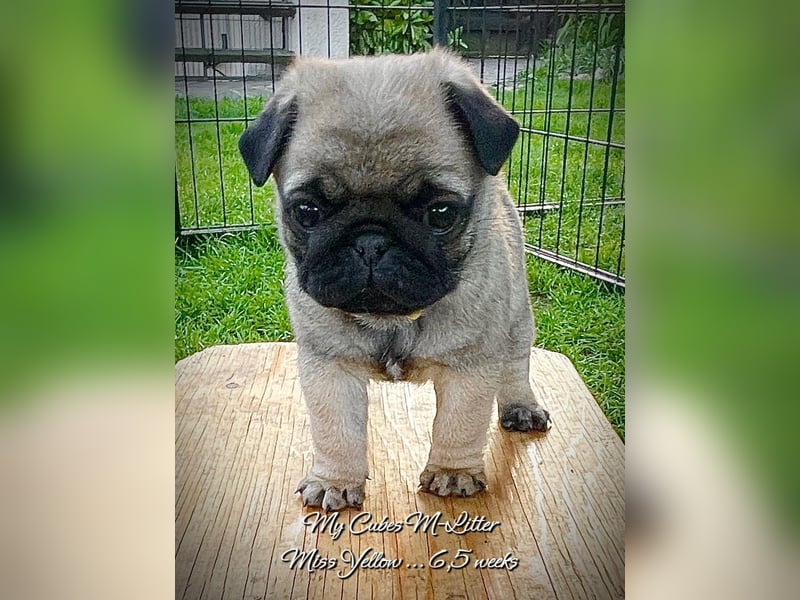 Mops Welpen m/w VDH