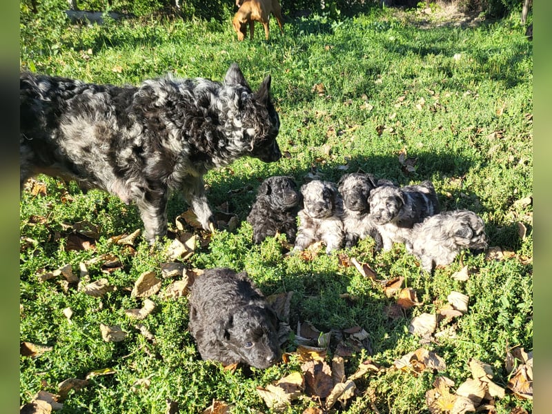 Mudi Welpen, Allrounder Familienhunde von Züchter, mit Ahnentafel