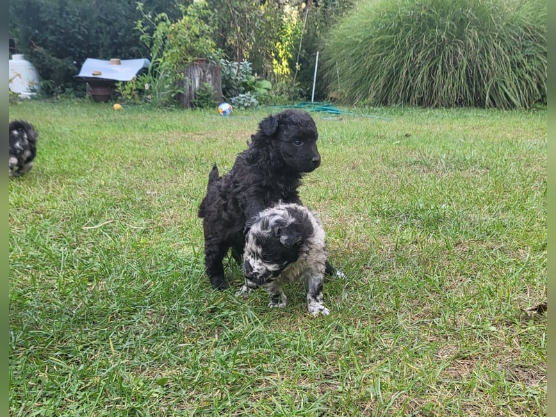 Mudi Welpen, Allrounder Familienhunde von Züchter, mit Ahnentafel
