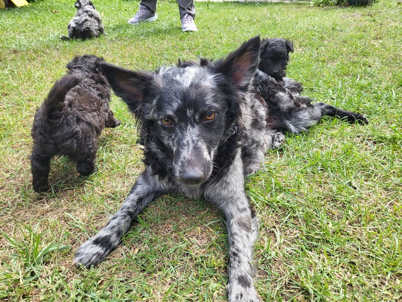 Mudi Welpen, Allrounder Familienhunde von Züchter, mit Ahnentafel