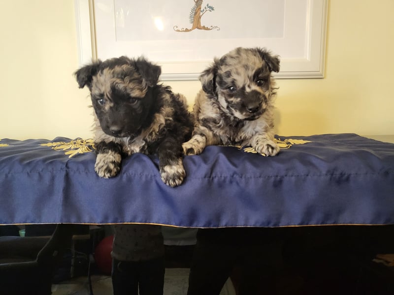 Mudi Welpen, Allrounder Familienhunde von Züchter, mit Ahnentafel