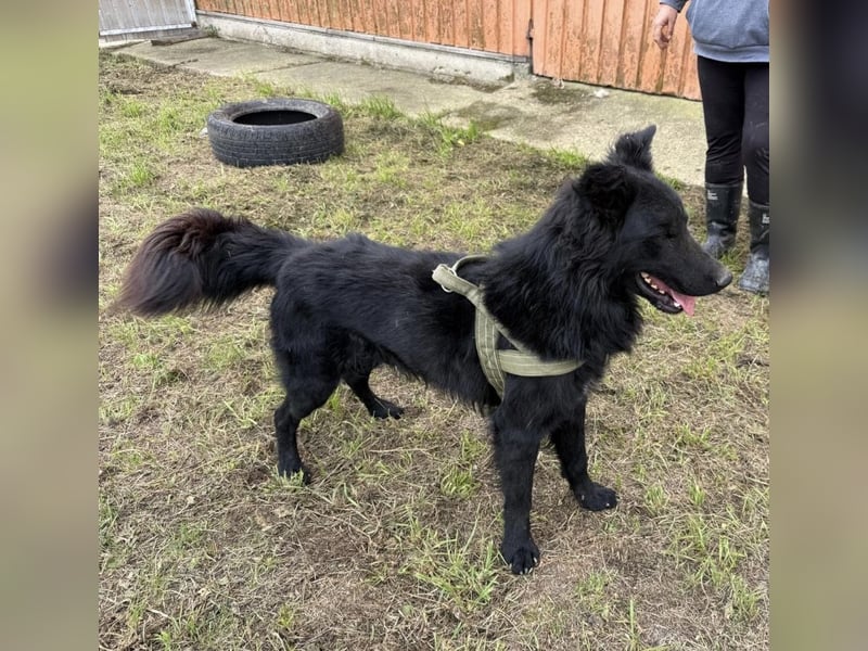 Moin ein sehr lieber Rüde