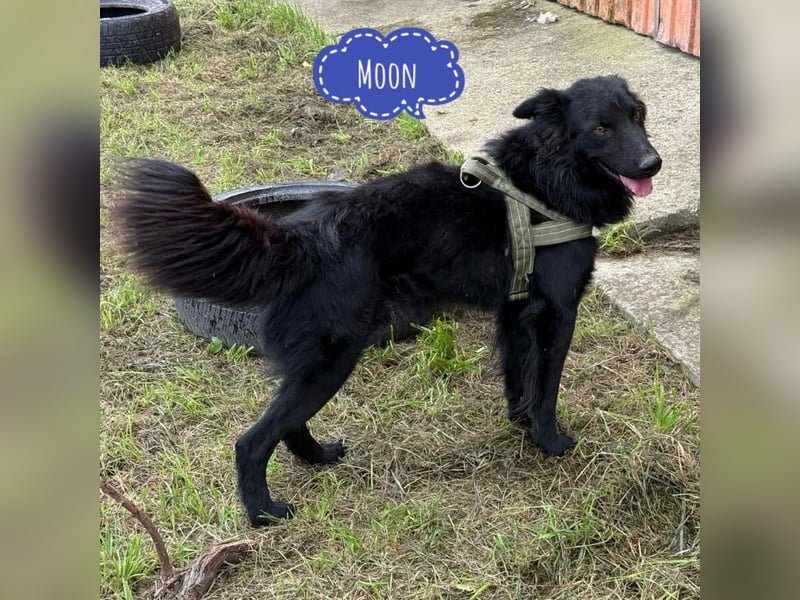 Moin ein sehr lieber Rüde