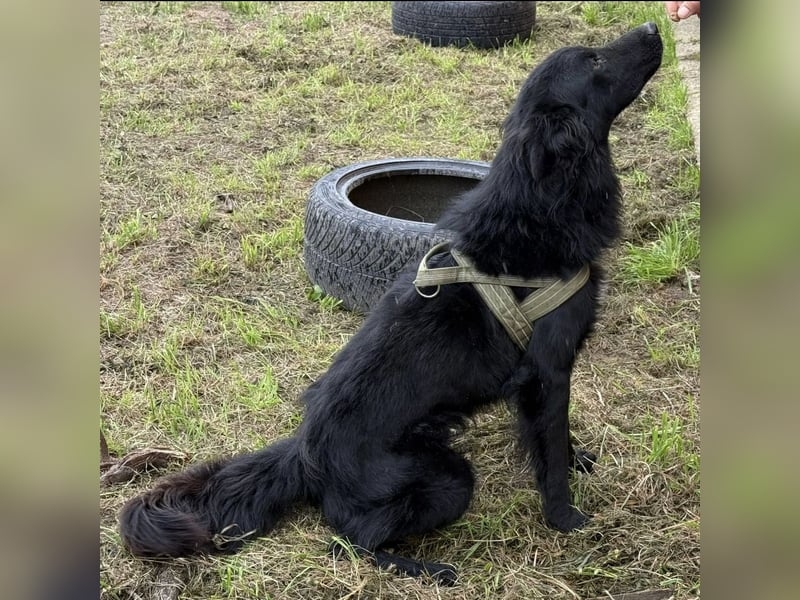 Moin ein sehr lieber Rüde