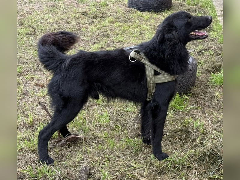 Moin ein sehr lieber Rüde