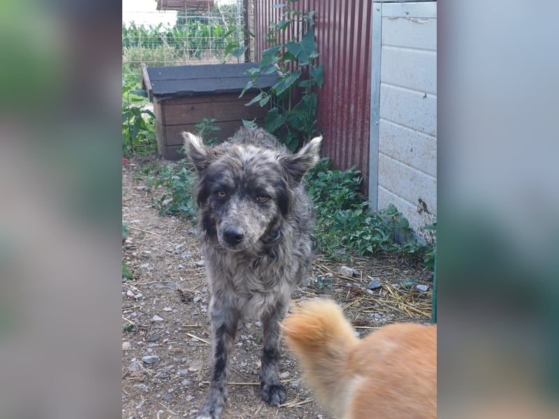 Menta, aktive Mudi Hündin geb. 2021