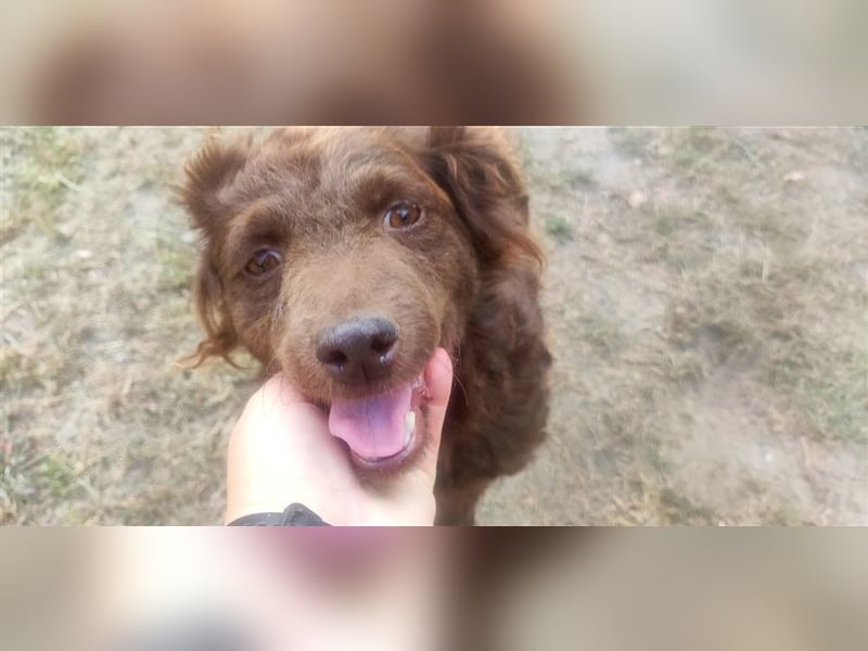 Frida-LM, Sonnenschein Frida sucht einen Gnadenplatz