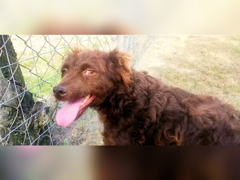 Frida-LM, Sonnenschein Frida sucht einen Gnadenplatz
