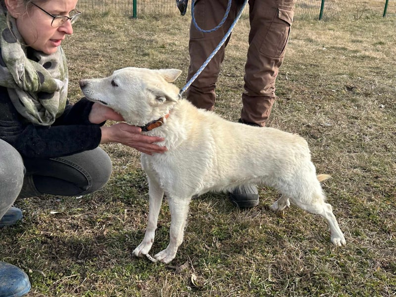 Kokusz, geb. 01.05.2021, 49 cm, wartet auf schon so lange auf ihr Glück