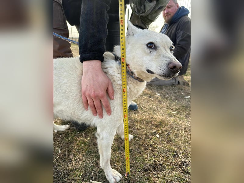 Kokusz, geb. 01.05.2021, 49 cm, wartet auf schon so lange auf ihr Glück