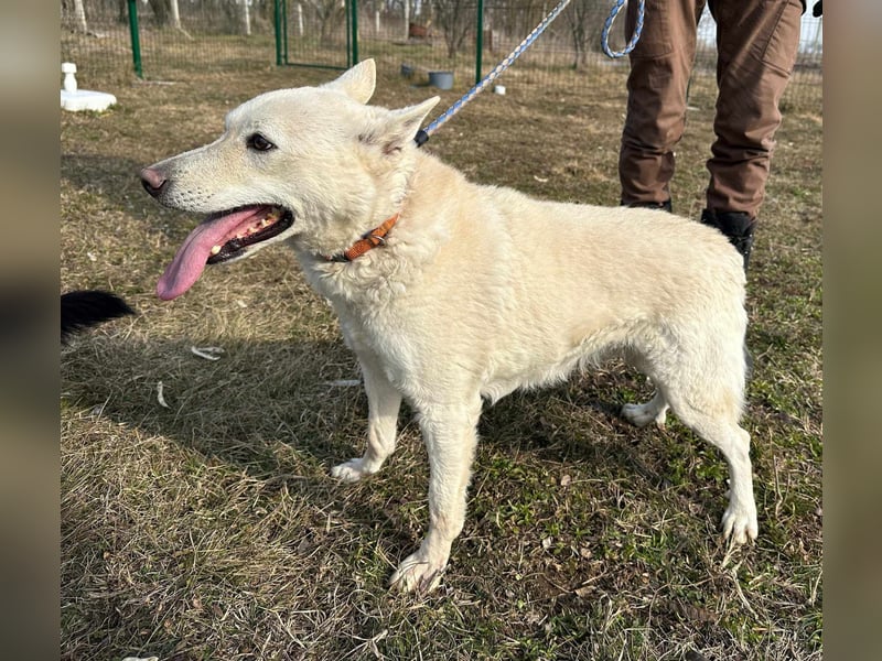 Kokusz, geb. 01.05.2021, 49 cm, wartet auf schon so lange auf ihr Glück