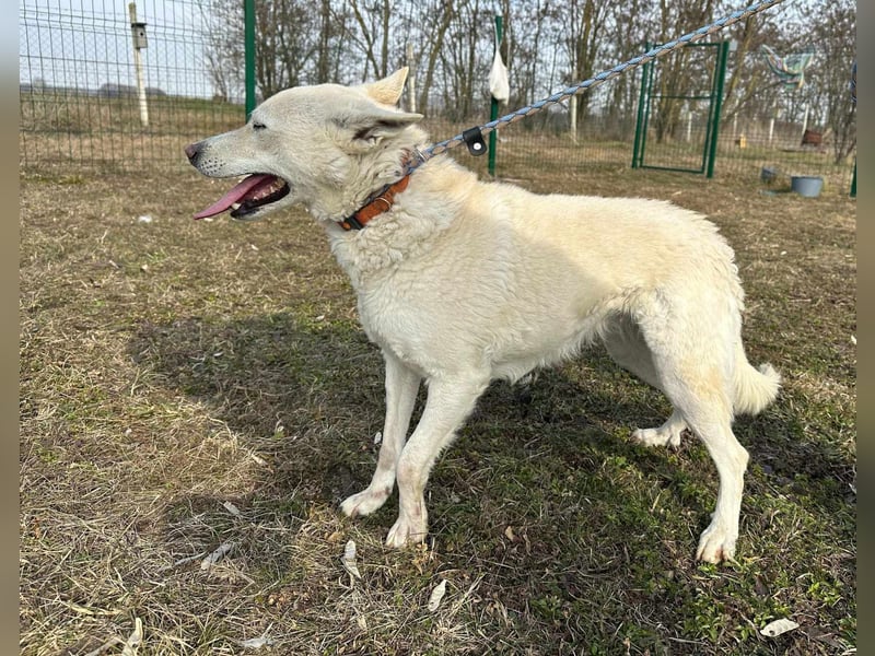 Kokusz, geb. 01.05.2021, 49 cm, wartet auf schon so lange auf ihr Glück