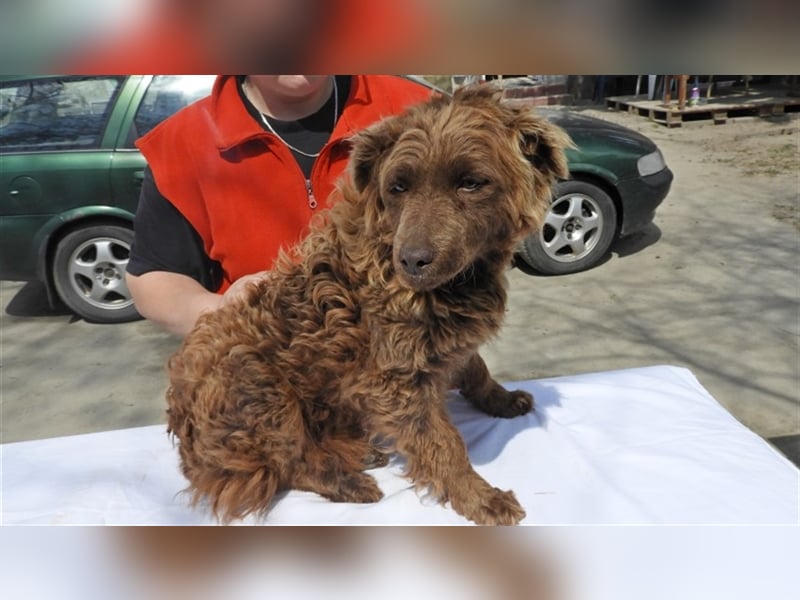 Frida-LM, süße Frida sucht Familie zum Spielen