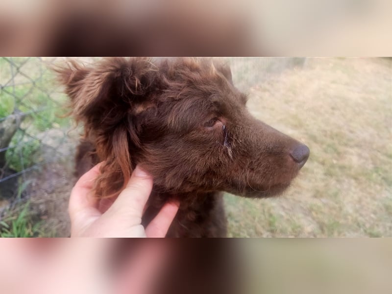 Frida-LM, süße Frida sucht Familie zum Spielen