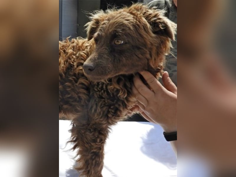 Frida-LM, süße Frida sucht Familie zum Spielen