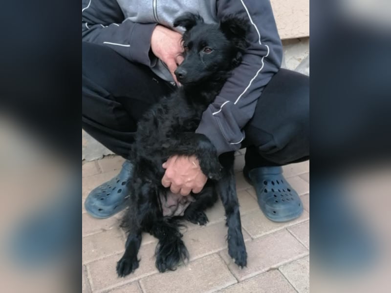 Sasa, tolle Mudi Mama sucht Traumzuhause