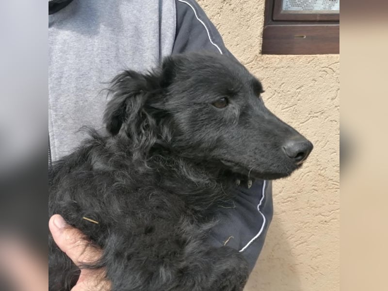 Sasa, tolle Mudi Mama sucht Traumzuhause
