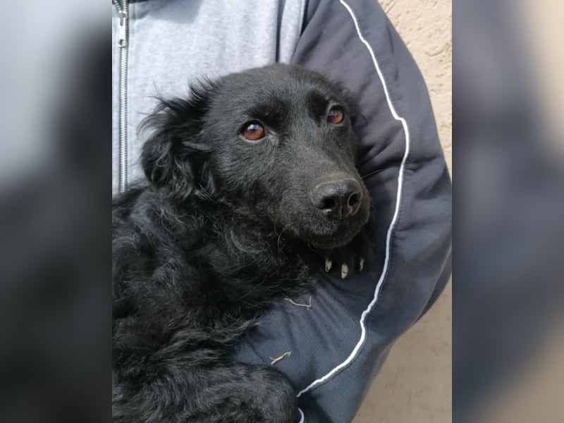 Sasa, tolle Mudi Mama sucht Traumzuhause