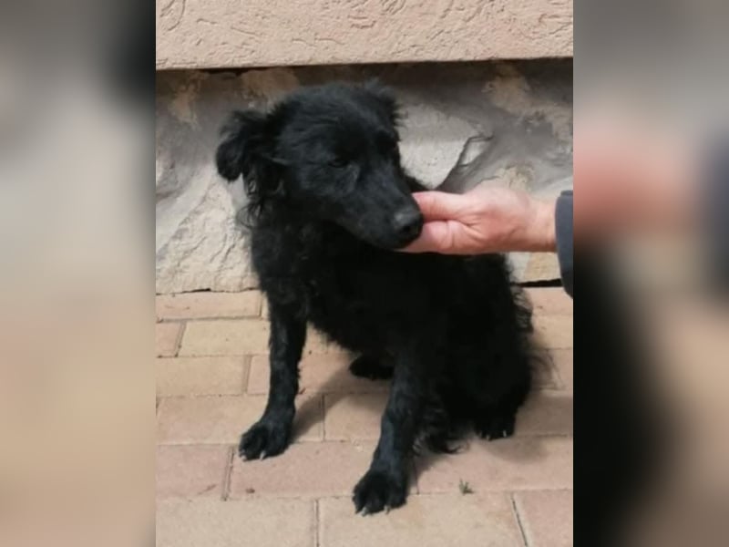 Sasa, tolle Mudi Mama sucht Traumzuhause
