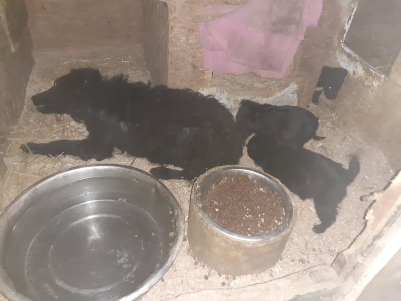 Sasa, tolle Mudi Mama sucht Traumzuhause
