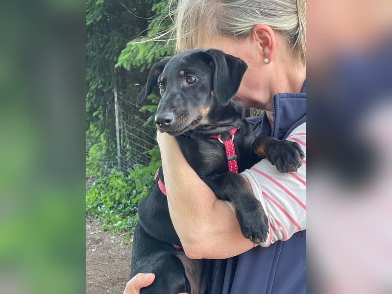 Ella (Elvira) VA - Aufgeweckte Welpin sucht Abenteuer und Geborgenheit